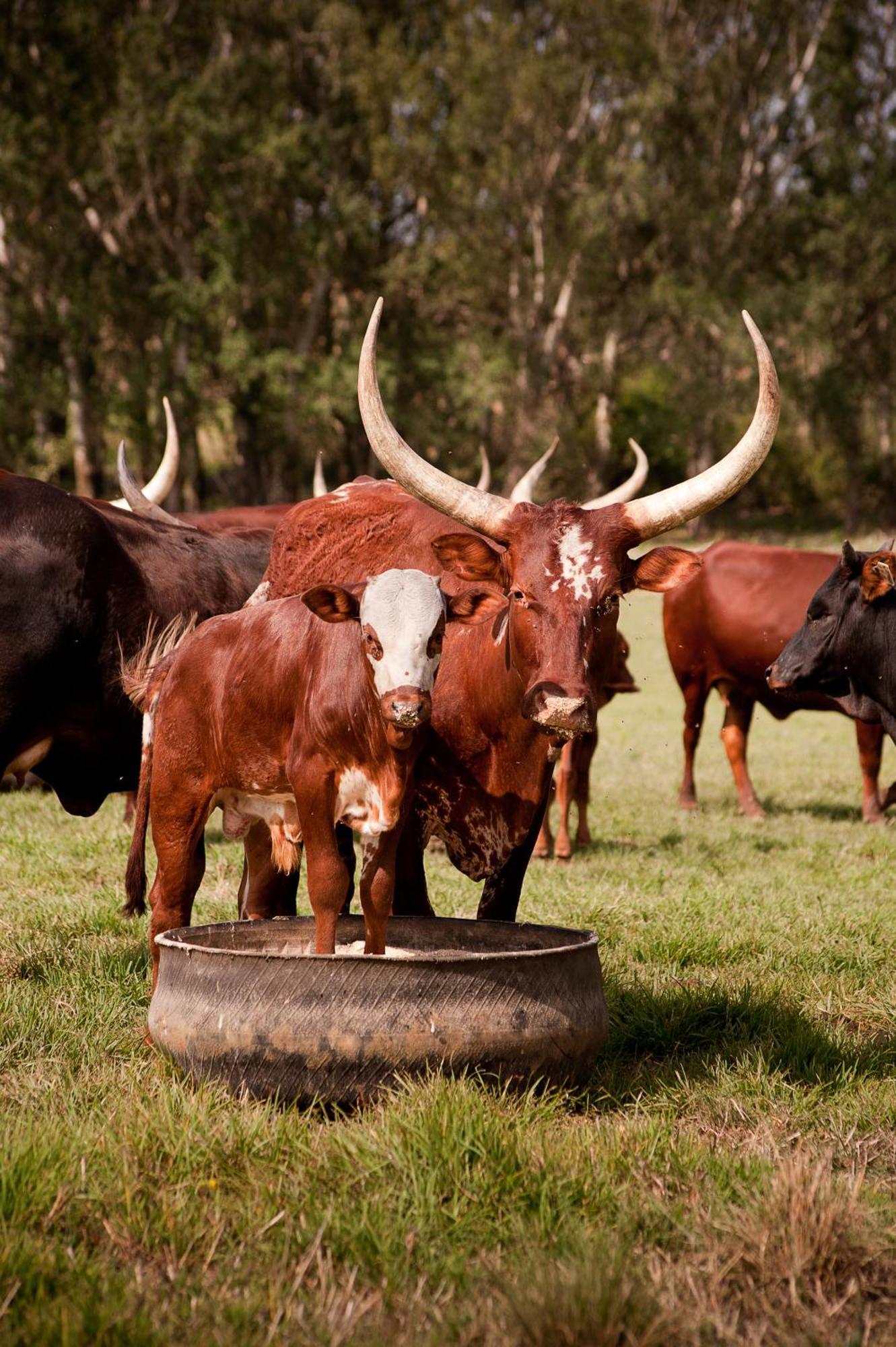 Dalmore Guest Farm Bergville Exterior photo